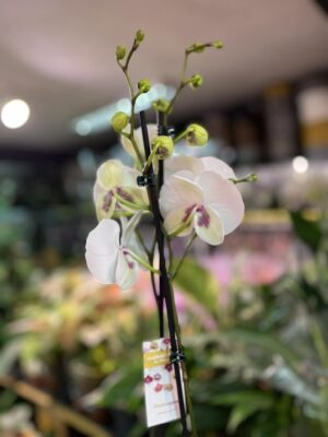 Phalaenopsis Charming Panda big lip | Storczyk