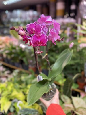 Phalaenopsis Multiflora Exclusivo Asian Violin | Storczyk