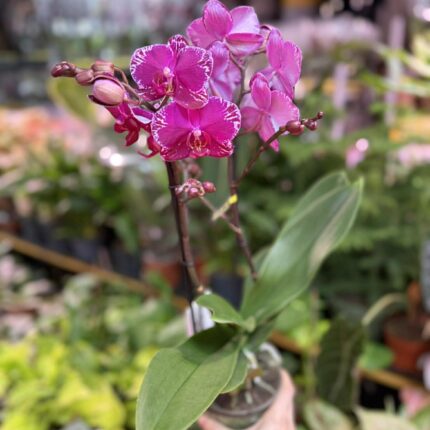 Phalaenopsis Multiflora Exclusivo Asian Violin | Storczyk