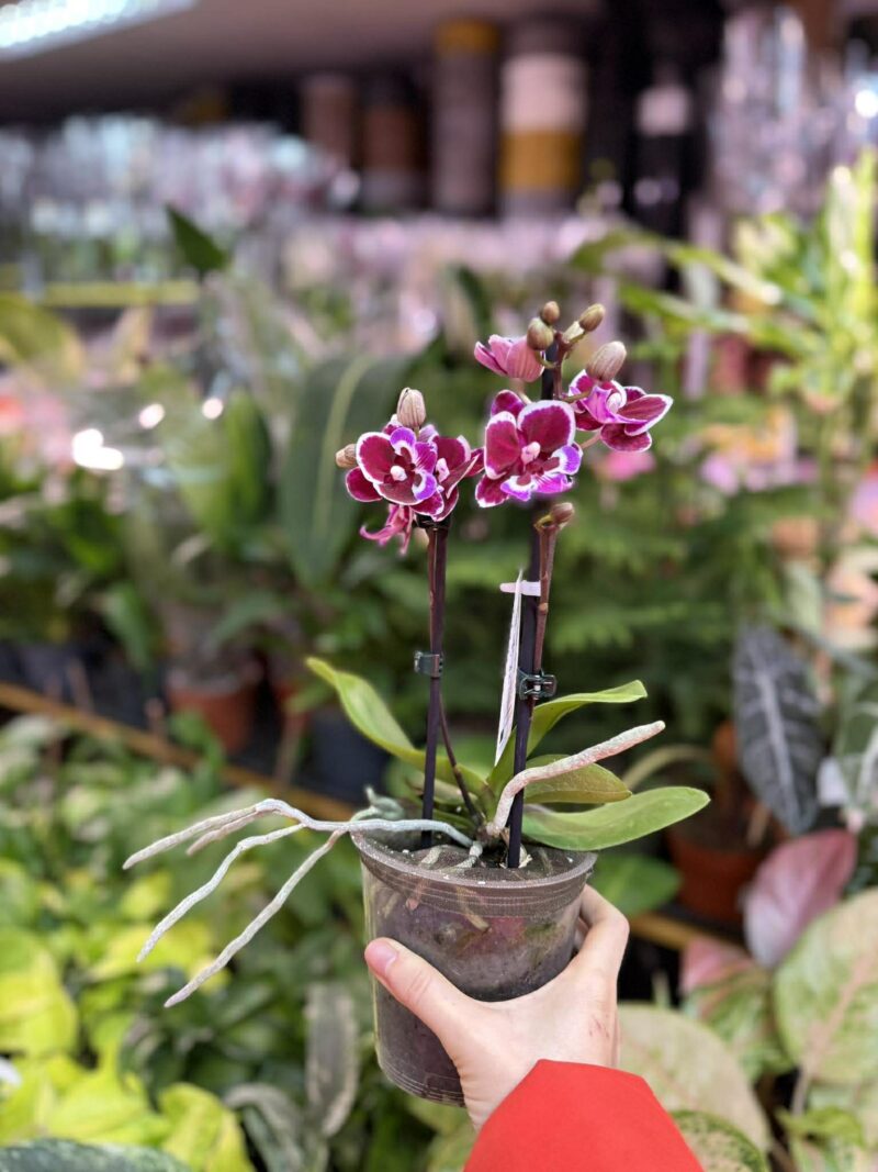 Phalaenopsis Younghome Chocolate big lip | Storczyk