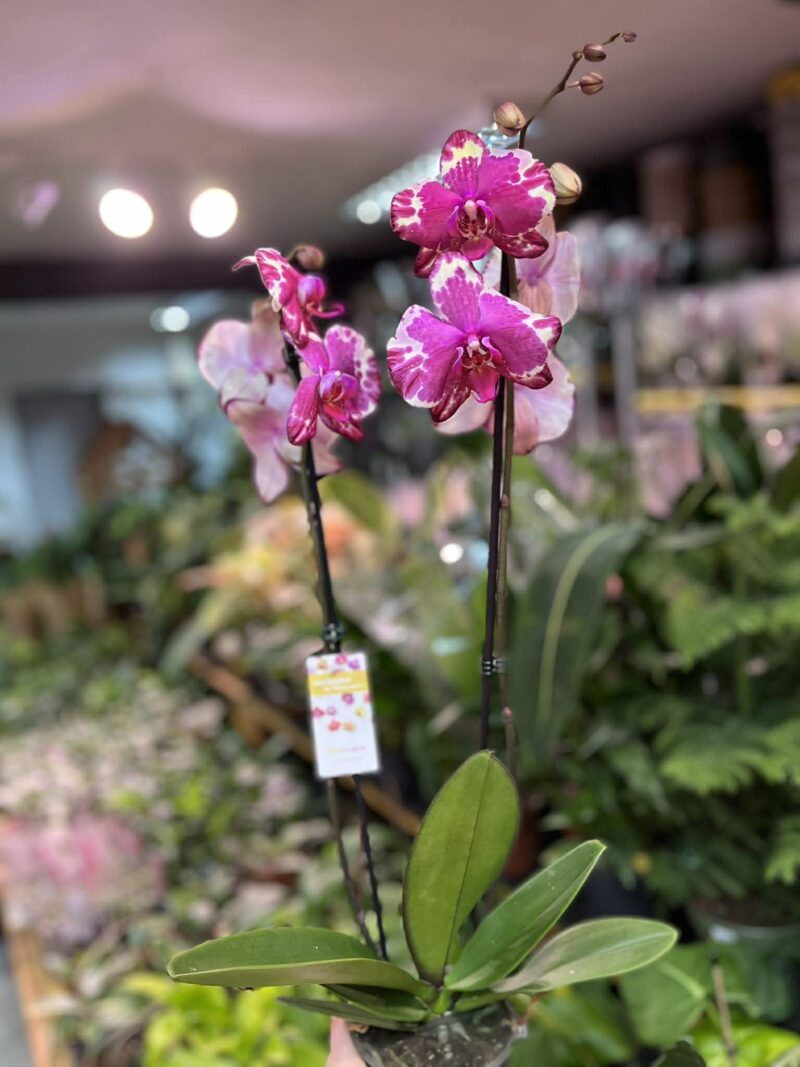 Phalaenopsis African Fever | storczyk