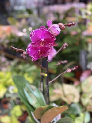 Phalaenopsis Multiflora Exclusivo Asian Violin | Storczyk