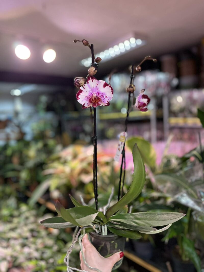 Phalaenopsis Magic Art | Storczyk