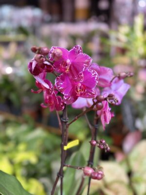 Phalaenopsis Multiflora Exclusivo Asian Violin | Storczyk