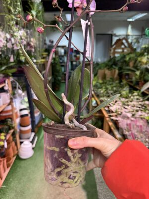 Phalaenopsis Formation | Storczyk