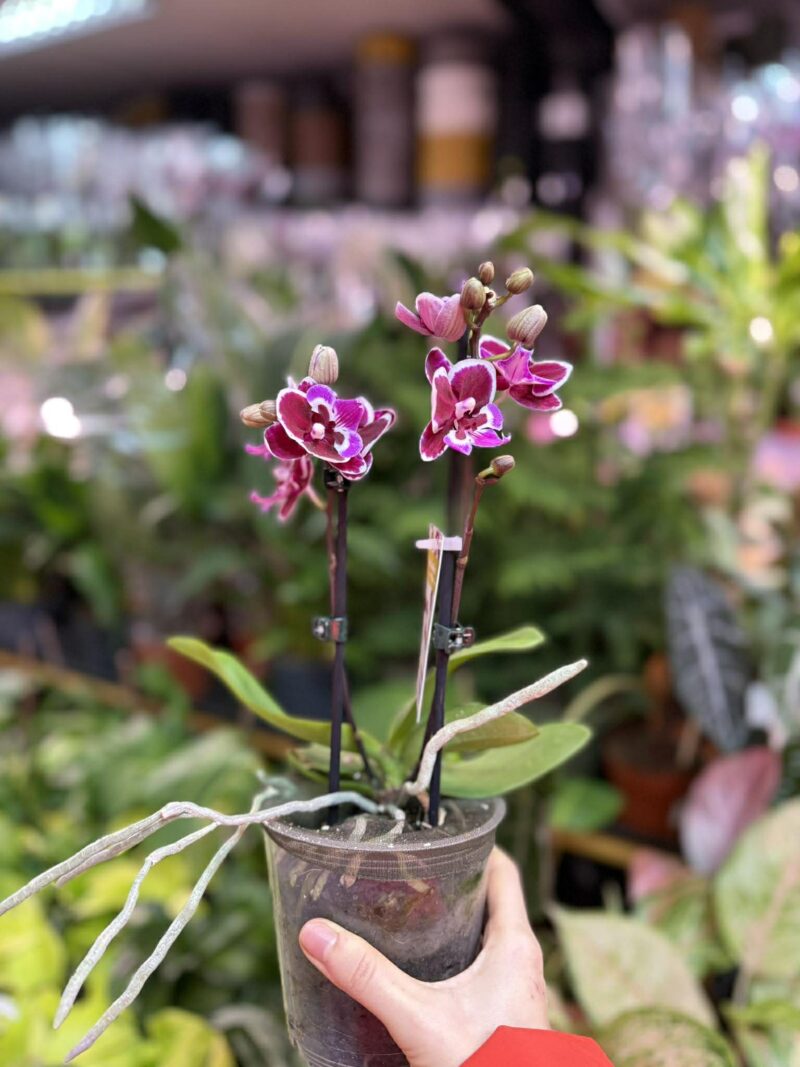 Phalaenopsis Younghome Chocolate big lip | Storczyk