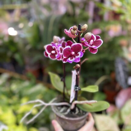 Phalaenopsis Younghome Chocolate big lip | Storczyk