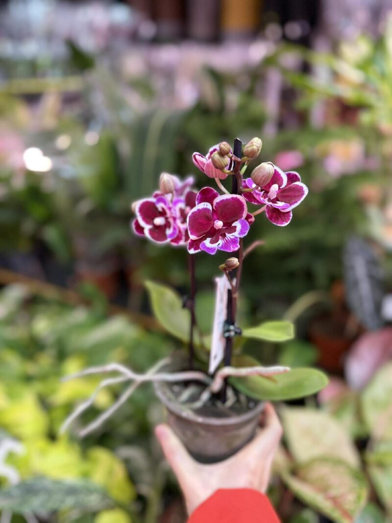 Phalaenopsis Younghome Chocolate big lip | Storczyk