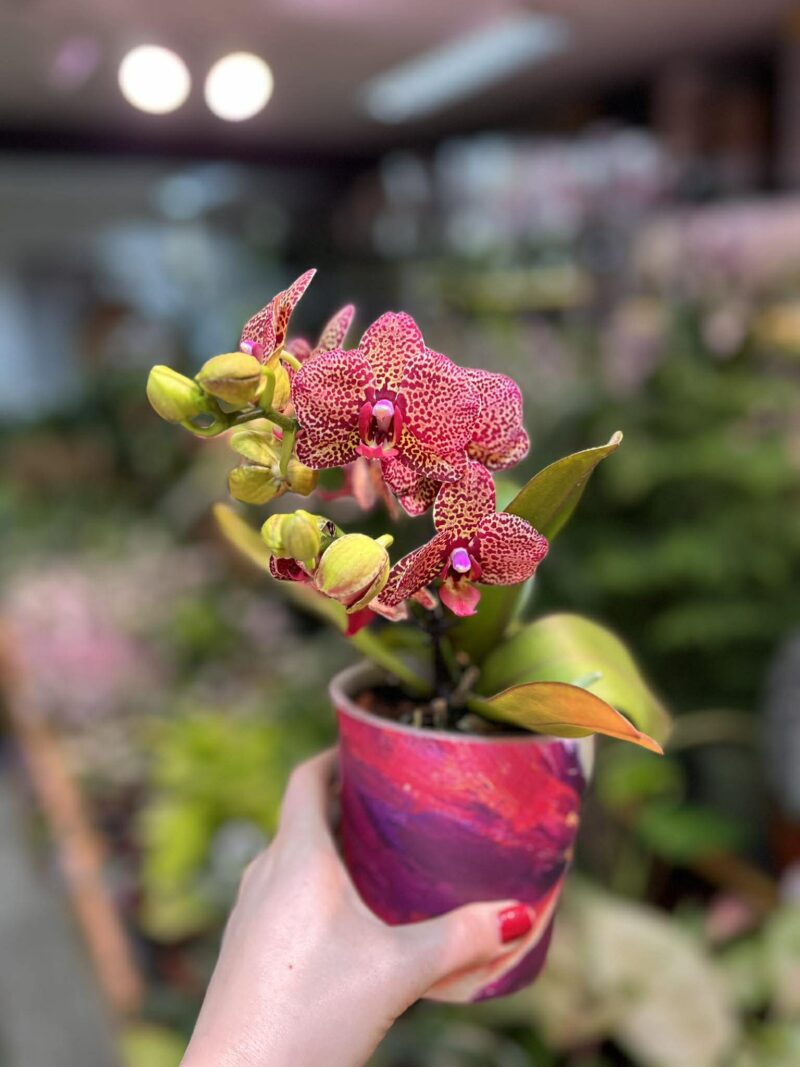 Phalaenopsis I-Hsin yellow Lampart | Storczyk