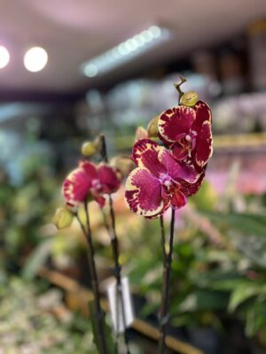 Phalaenopsis Beauty Soulmate | Storczyk
