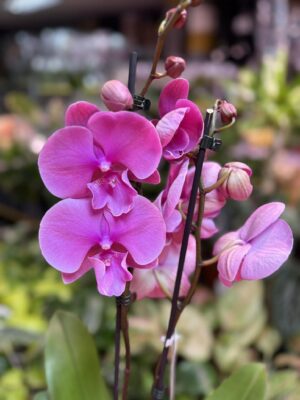 Phalaenopsis Purple big lip | Storczyk