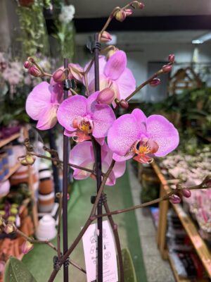 Phalaenopsis Formation | Storczyk