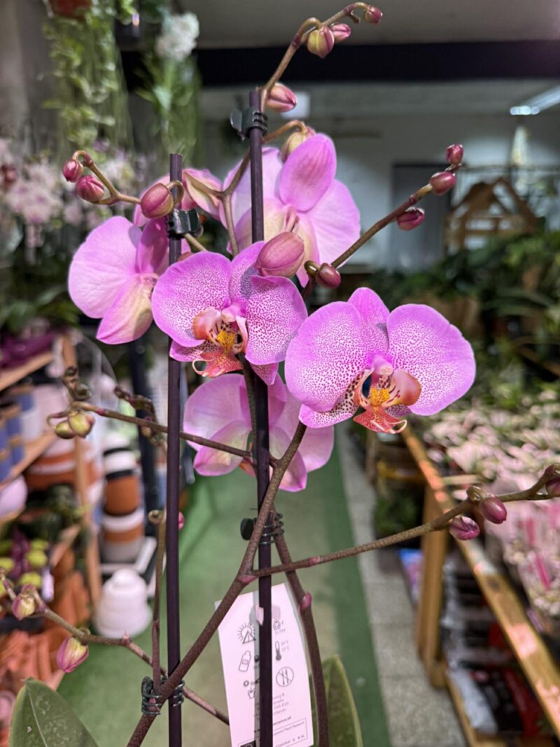 Phalaenopsis Formation | Storczyk