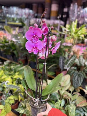 Phalaenopsis Purple big lip | Storczyk