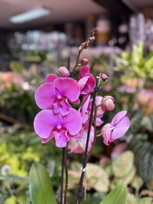 Phalaenopsis Purple big lip | Storczyk