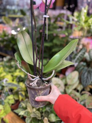 Phalaenopsis Purple big lip | Storczyk