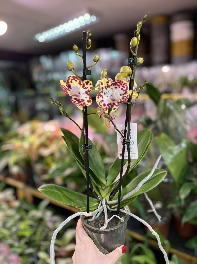 Phalaenopsis Orient Express | Storczyk