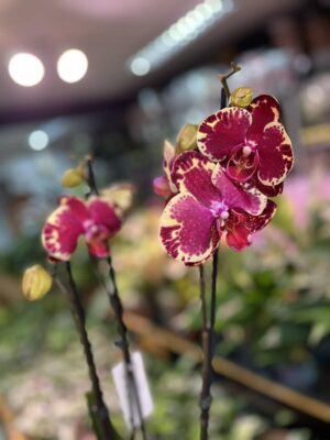 Phalaenopsis Beauty Soulmate | Storczyk
