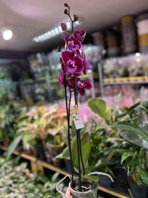 Phalaenopsis Lembongan | Storczyk