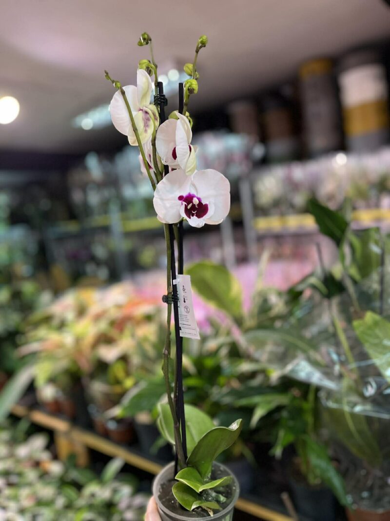 Phalaenopsis Charming Panda big lip | Storczyk