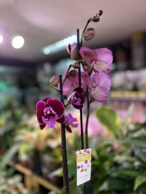 Phalaenopsis Lembongan | Storczyk