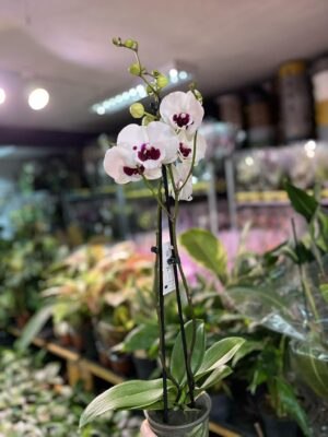 Phalaenopsis Charming Panda big lip | Storczyk