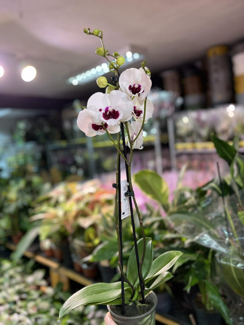 Phalaenopsis Charming Panda big lip | Storczyk