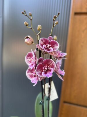 Phalaenopsis Miki Black Witch | storczyk
