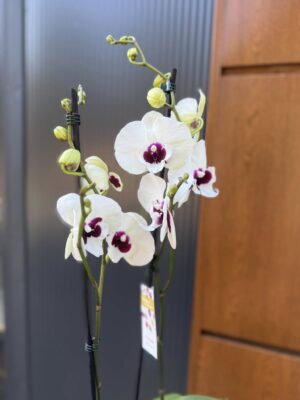Phalaenopsis Charming Panda big lip | Storczyk