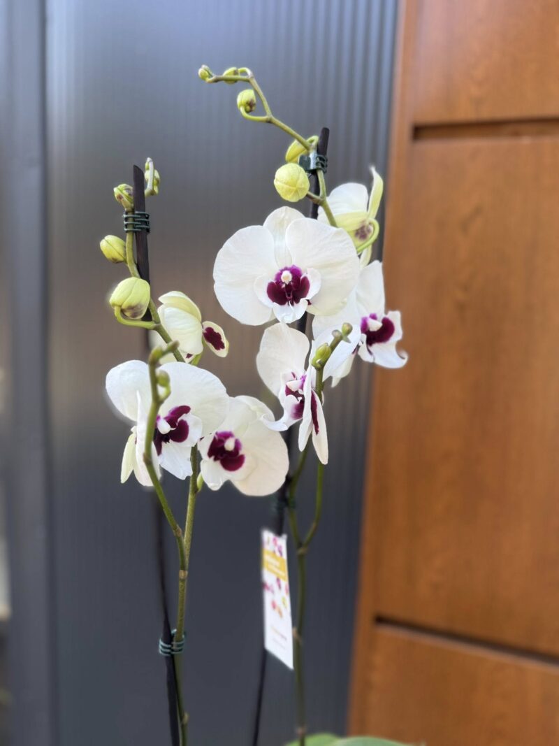 Phalaenopsis Charming Panda big lip | Storczyk