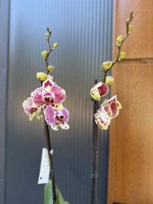 Phalaenopsis Yellow Exotic Punch | Storczyk