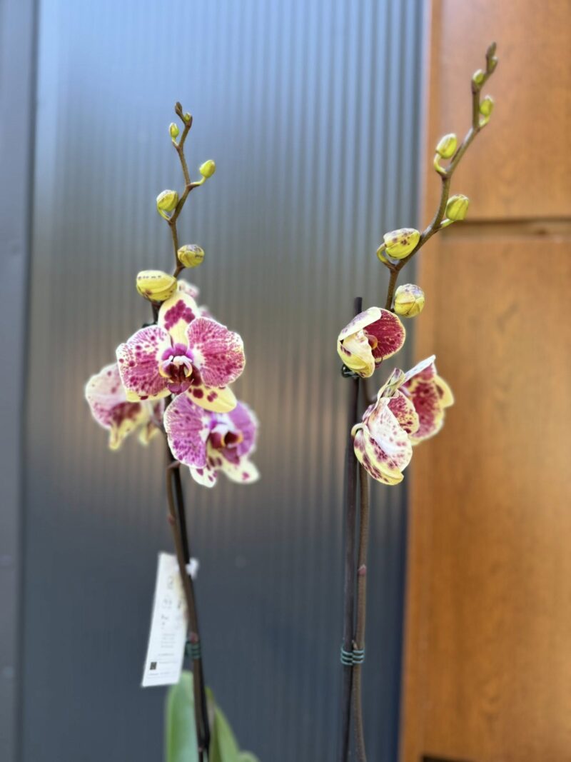 Phalaenopsis Yellow Exotic Punch | Storczyk