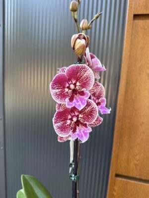 Phalaenopsis Miki Black Witch | storczyk