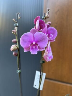 Phalaenopsis Purple big lip | Storczyk