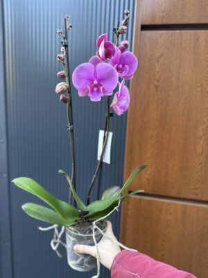 Phalaenopsis Purple big lip | Storczyk