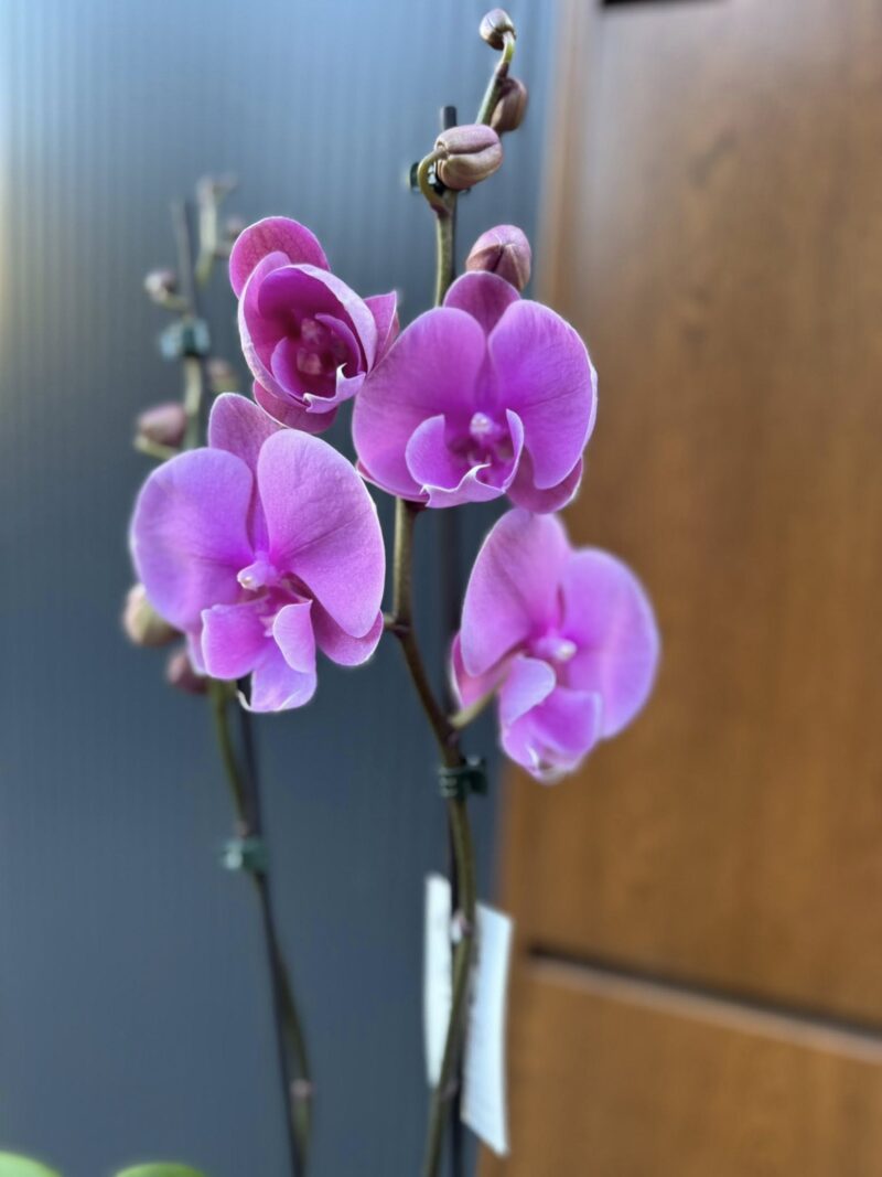 Phalaenopsis Purple big lip | Storczyk