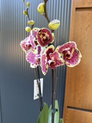 Phalaenopsis Yellow Exotic Punch | Storczyk