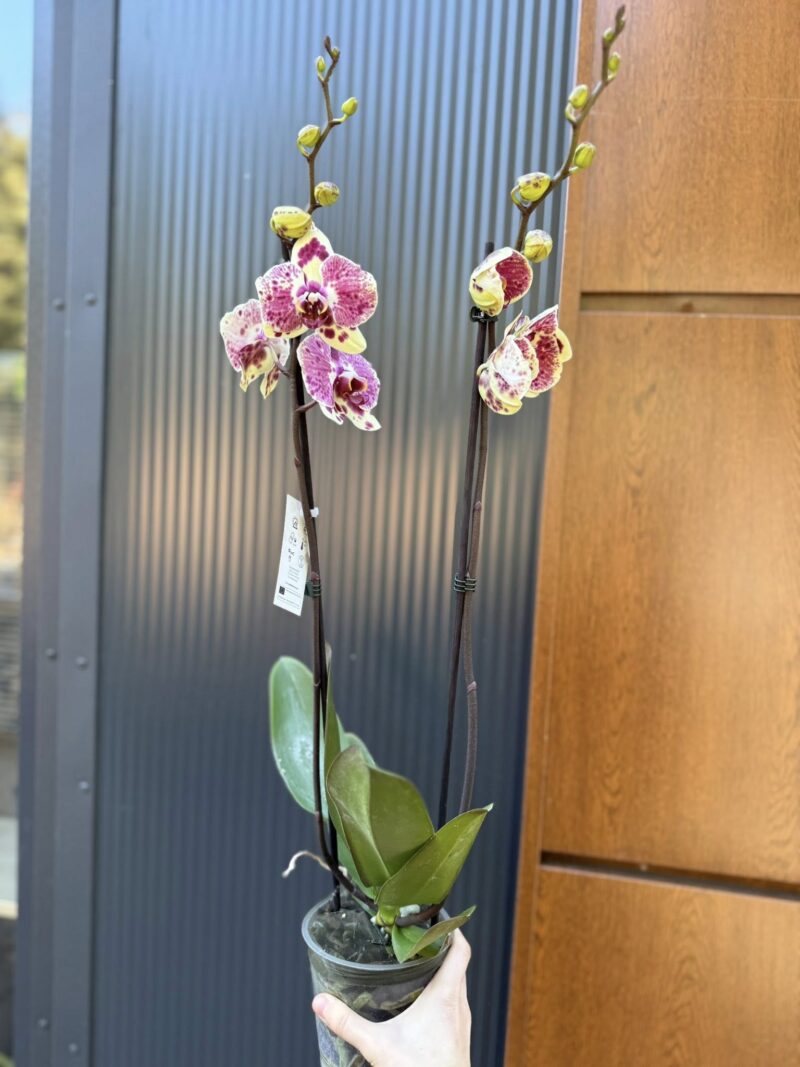Phalaenopsis Yellow Exotic Punch | Storczyk