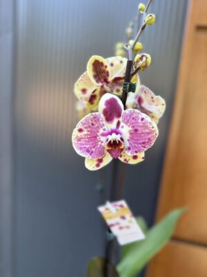 Phalaenopsis Yellow Exotic Punch | Storczyk