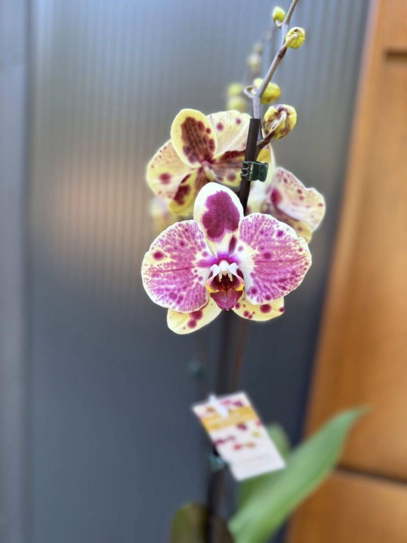 Phalaenopsis Yellow Exotic Punch | Storczyk