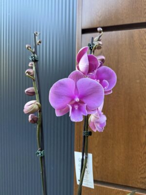 Phalaenopsis Purple big lip | Storczyk