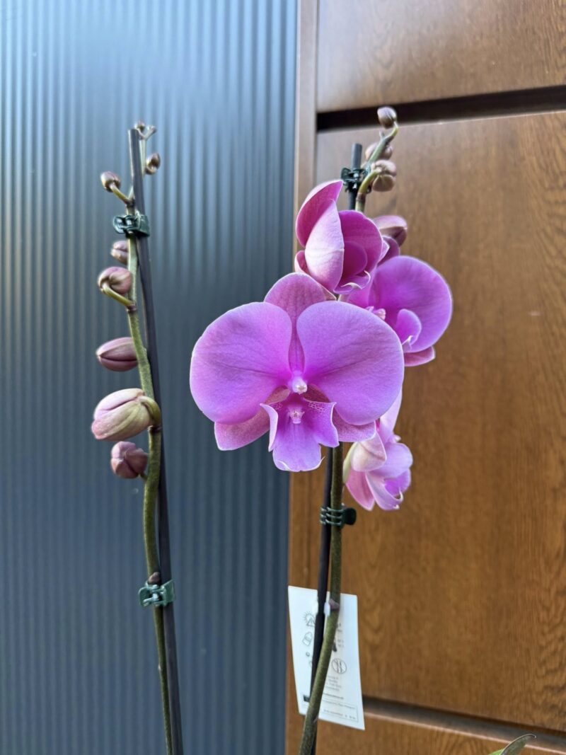 Phalaenopsis Purple big lip | Storczyk