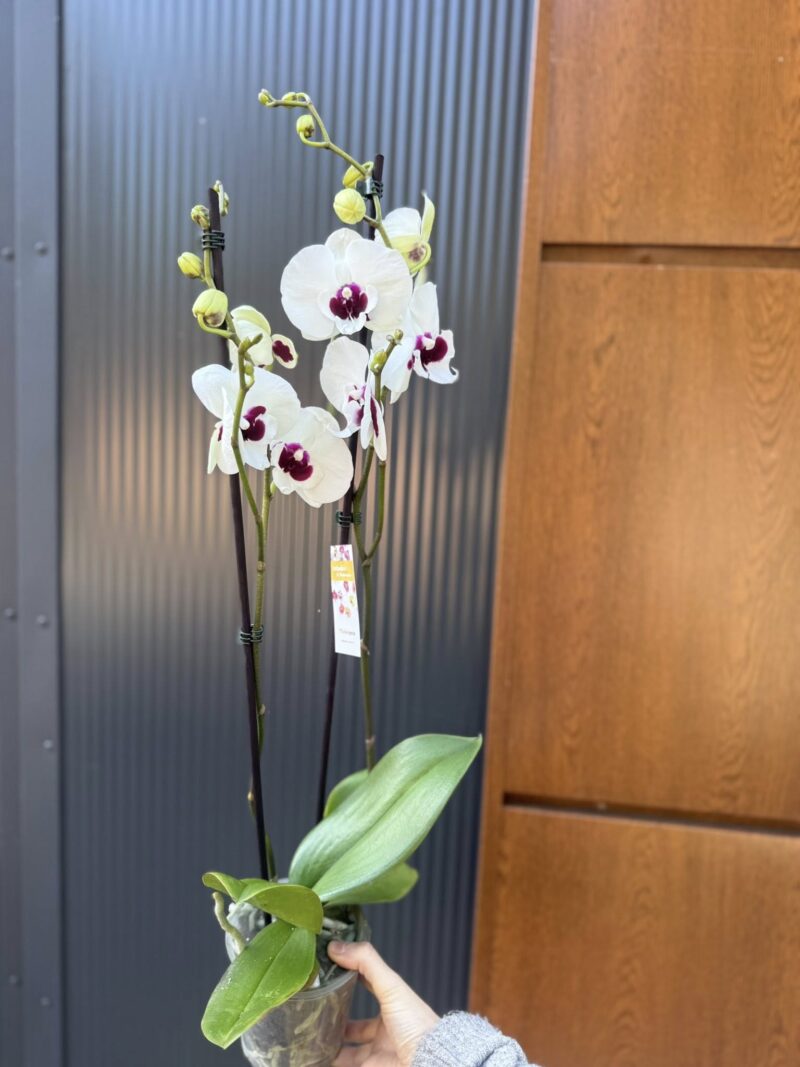 Phalaenopsis Charming Panda big lip | Storczyk