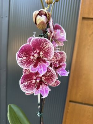 Phalaenopsis Miki Black Witch | storczyk