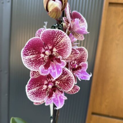 Phalaenopsis Miki Black Witch | storczyk