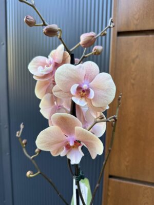 phalaenopsis oxlottery | Storczyk