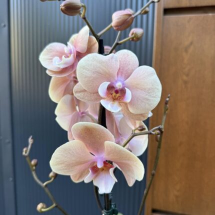 phalaenopsis oxlottery | Storczyk