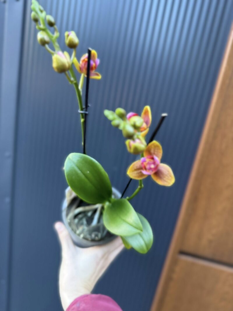 Phalaenopsis Lioulin Orange peloric 3 lips| Storczyk
