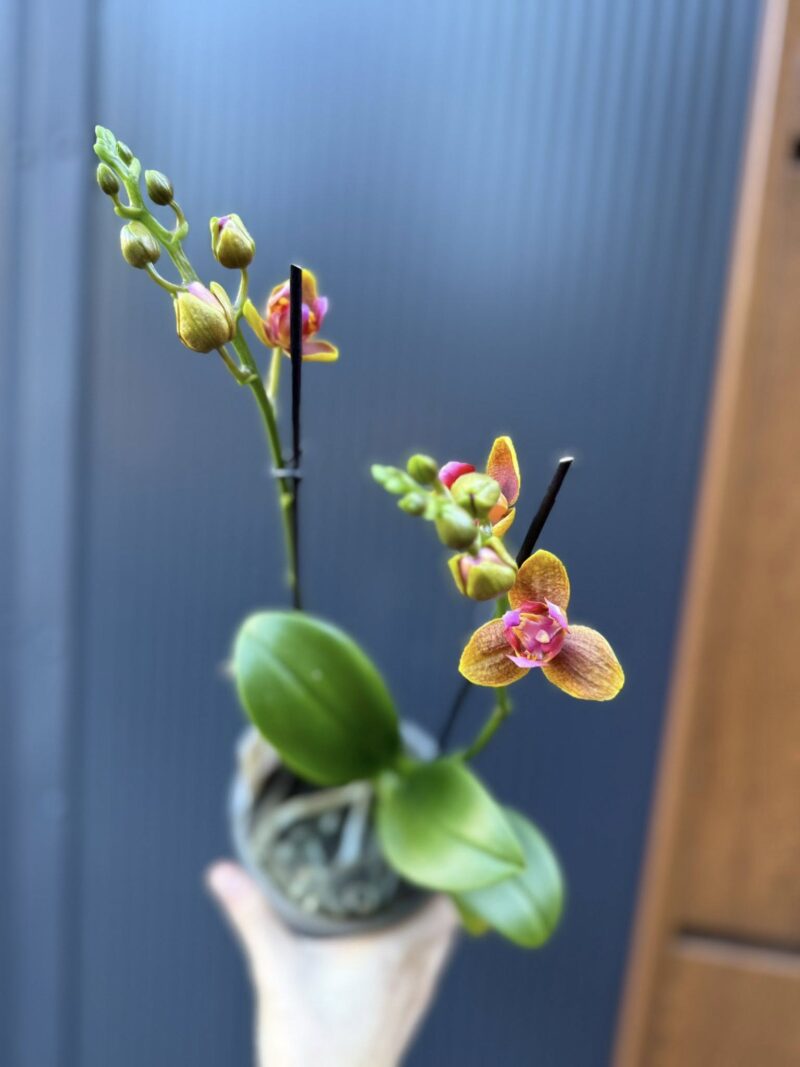 Phalaenopsis Lioulin Orange peloric 3 lips| Storczyk