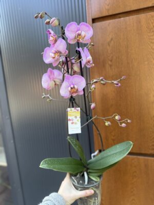 Phalaenopsis Formation | Storczyk